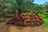 Harga TBS Sawit Riau Naik Rp65,73 per Kg, Petani Plasma Nikmati Harga Rp3.932,63 per Kg