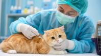 Jangan Lupa Besok Ada Kick Off Bulan Vaksinasi Rabies, Dinas PKH Riau Siapkan 500 Dosis Vaksin Rabies Gratis