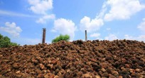 Disbun Riau Minta PKS Jangan Turunkan Harga Sawit Petani Secara Sepihak