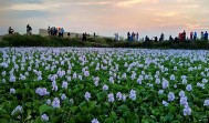 Taman Eceng Gondok Padang Viral di Medsos, Bekas Kolam Pancing Kini Jadi Wisata Foto