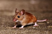 Tikus Sering Masuk Rumah? Cek 5 Hal Ini, Dapur hingga Halaman Bisa Jadi Penyebab