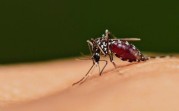 Dinkes Riau Catat 238 Kasus Malaria, Rohil Tetapkan Status KLB
