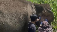 Berusia 60 Tahun, Gajah Sumatra di Pelalawan Masih Bertahan Hidup Secara Alami