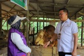 3.514 Ekor Sapi Kurban di Pekanbaru Dicek Petugas dari Dinas Peternakan, Ini Hasilnya