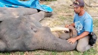 Detik-detik Gajah Diego Mati di Minas, Tumbang Saat Tim Medis Hendak Ambil Sampel Darah