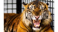 Warga Siak Dikejutkan Kemunculan Harimau Sumatera Dekat Area Industri Zamrud