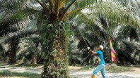 PTPN IV PalmCo Genjot Peremajaan Sawit Petani Riau, Dukung B50 yang Berlaku Juli 2026