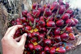 Horeee, Harga Kelapa Sawit Mitra Plasma Minggu ini Naik Lagi