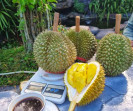 Yuk Jelajahi Desa Kuapan, Sensasi Menikmati Durian Langsung dari Kebun