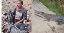 Buaya Muara Nekat Masuk Permukiman, Warga Desa Undan Berlarian Selamatkan Diri
