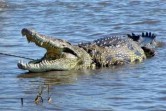 Detik-detik IRT di Inhil Diterkam Buaya Saat Mandi, Suami Terjun Bertaruh Nyawa Selamatkan Istri