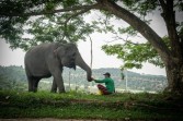Di Balai Raja, Manusia dan Gajah Akhirnya Belajar Berbagi Ruang