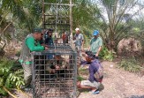 BBKSDA Riau Pasang Kandang Jebak Usai Warga Pelalawan Diserang Beruang Madu