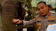 Komjen Herry Heryawan Titip Harapan untuk Gajah Sumatera Sebelum Tinggalkan Riau