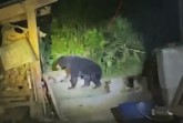 Beruang Madu Masuk Permukiman Warga Kerumutan, Diduga Akibat Kerusakan Habitat Hutan