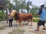 Kisah Rio, Peternak Muda Inhu yang Rawat Sapi Kurban Presiden Hingga Tembus 1 Ton Lebih