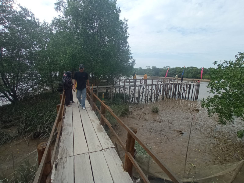 Ekowisata Pulau Semut Rumbai Memikat Hati, Ada Jembatan Kayu Bercabang Dua