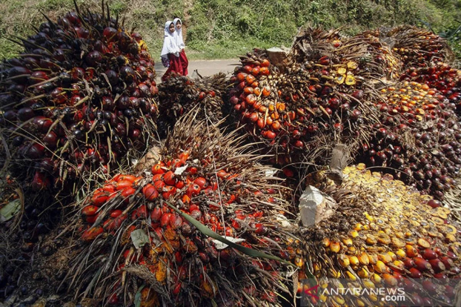 Harga Sawit Naik Sejak Sepekan, Ini Data Lengkap Rincian Harga Sawit di Riau