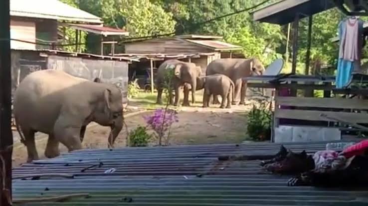 Hutan Digunduli Jadi Kebun Sawit, Kawanan Gajah di Palas Rumbai Balas Dendam, Mengamuk di Rumah Warga