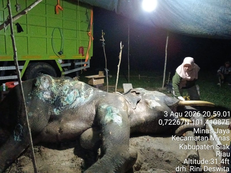 Gajah Jovi di PLG Minas Mati Usai 34 Hari Berjuang Melawan Sakit