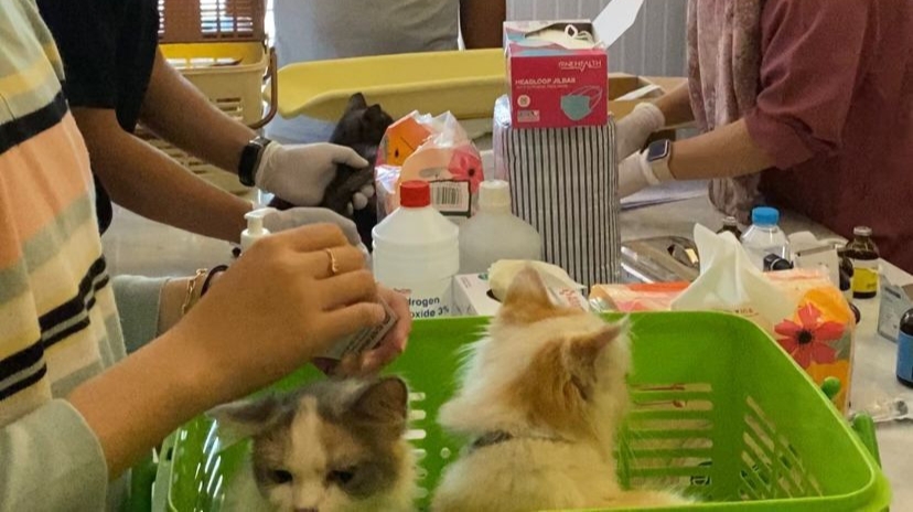 Lebih 300 Hewan Peliharaan Ikut Pengobatan Gratis di Bukit Raya