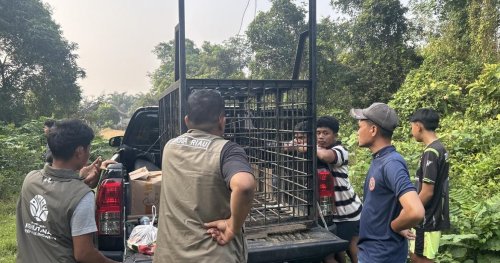 Awas! Beruang Berkeliaran di Permukiman Kampar, Warga Diminta Jangan Mendekat