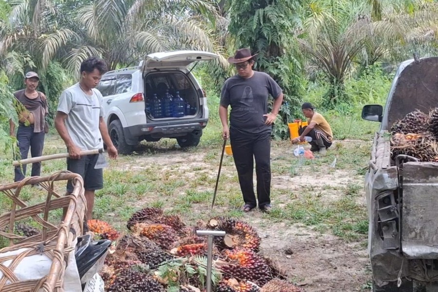 Harga Sawit Plasma di Riau Turun, TBS Umur 9 Tahun Kini Rp3.866 per Kilogram