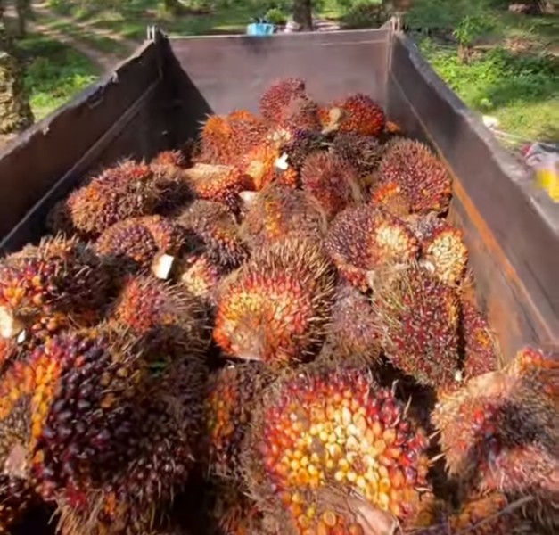 Lengkap dan Terbaru Harga TBS Sawit Riau, Ini Rincian untuk Plasma dan Swadaya