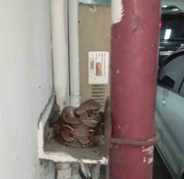 Basemet Kantor Gubernur Riau Jadi Sarang Ular, Ditemukan Tumpukan Telur Ular Siap Menetas
