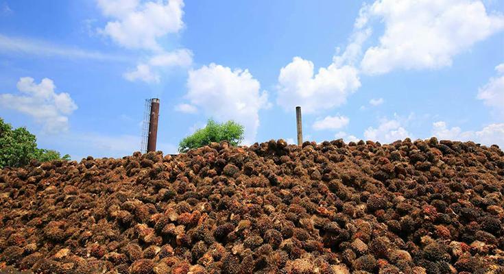 Disbun Riau Minta PKS Jangan Turunkan Harga Sawit Petani Secara Sepihak