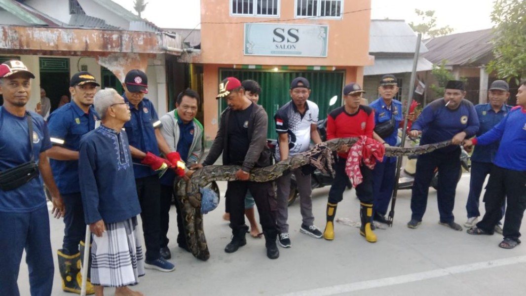 Ular Sawa 6 Meter Gegerkan Warga Tembilahan, Petugas Damkar Turun Tangan Evakuasi Dramatis