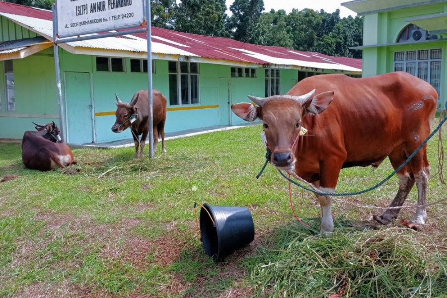 Mau Berkurban, Masyarakat Diimbau Beli Hewan Kurban yang Miliki SKKH