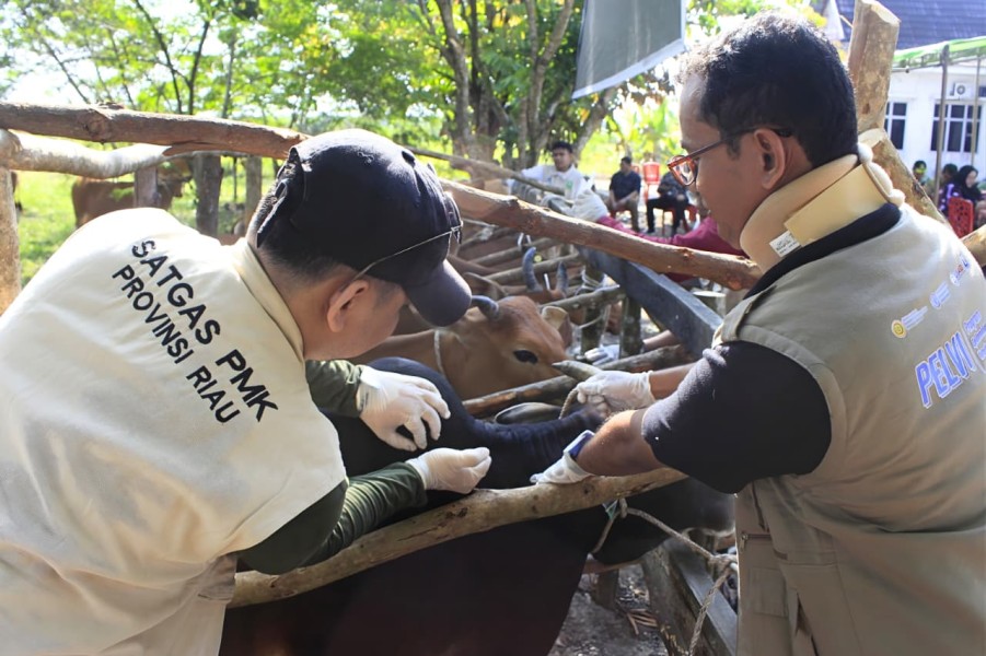 Riau Terima 20.000 Dosis Vaksin PMK, 12.250 Dosis Sudah Didistribusikan