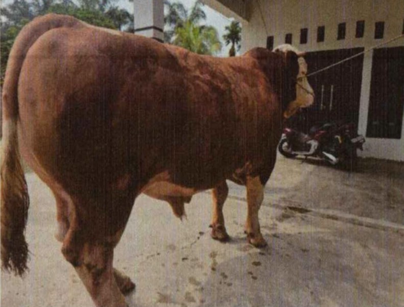 Sapi Kurban 1 Ton Asal Inhil Diusulkan Jadi Bantuan Presiden untuk Iduladha 2026