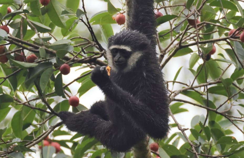 Patok Harga Rp 8 Juta, Polisi Gagalkan Transaksi Ilegal Owa Ungko di Kampar