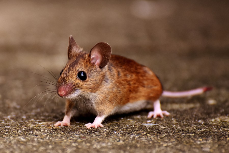 Tikus Sering Masuk Rumah? Cek 5 Hal Ini, Dapur hingga Halaman Bisa Jadi Penyebab