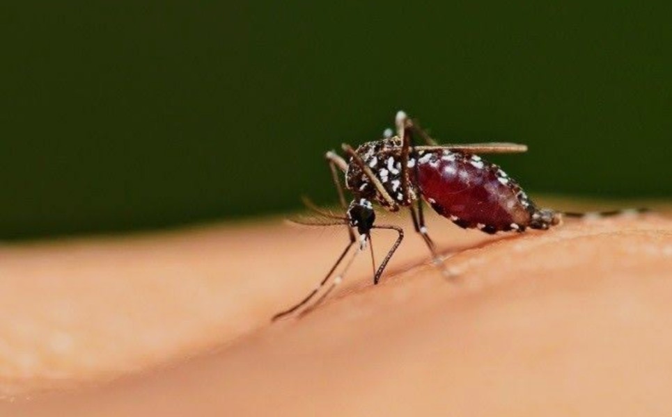 Dinkes Riau Catat 238 Kasus Malaria, Rohil Tetapkan Status KLB