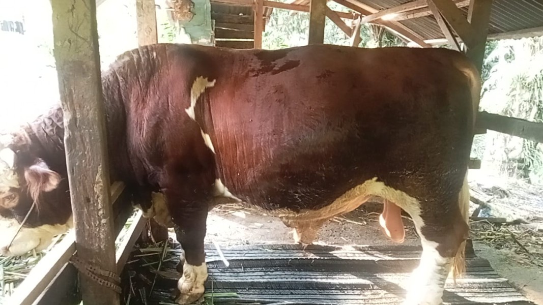 Dua Sapi Raksasa dari Rokan Hulu Terpilih Jadi Hewan Kurban Presiden Prabowo