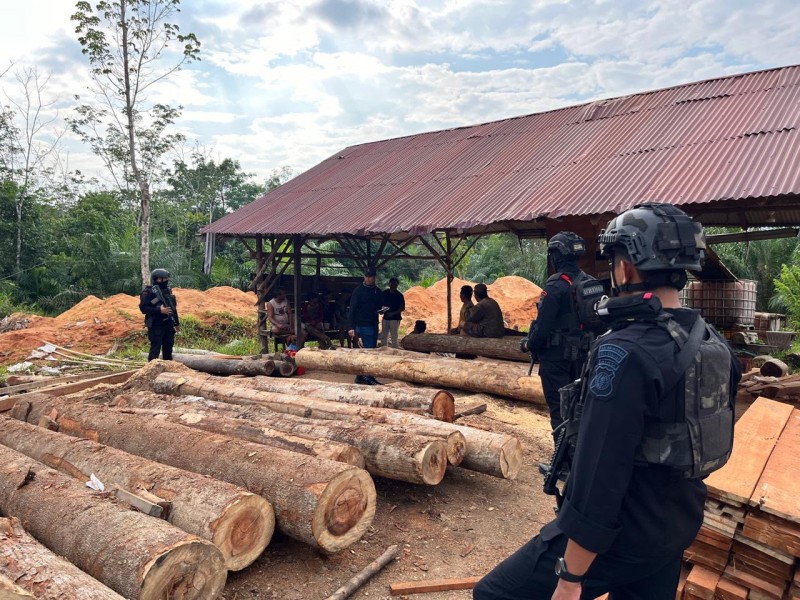 DPO Dua Tahun Ditangkap, Polisi Bongkar Dugaan Peran Perempuan Pemodal Bisnis Kayu Ilegal di Kampar