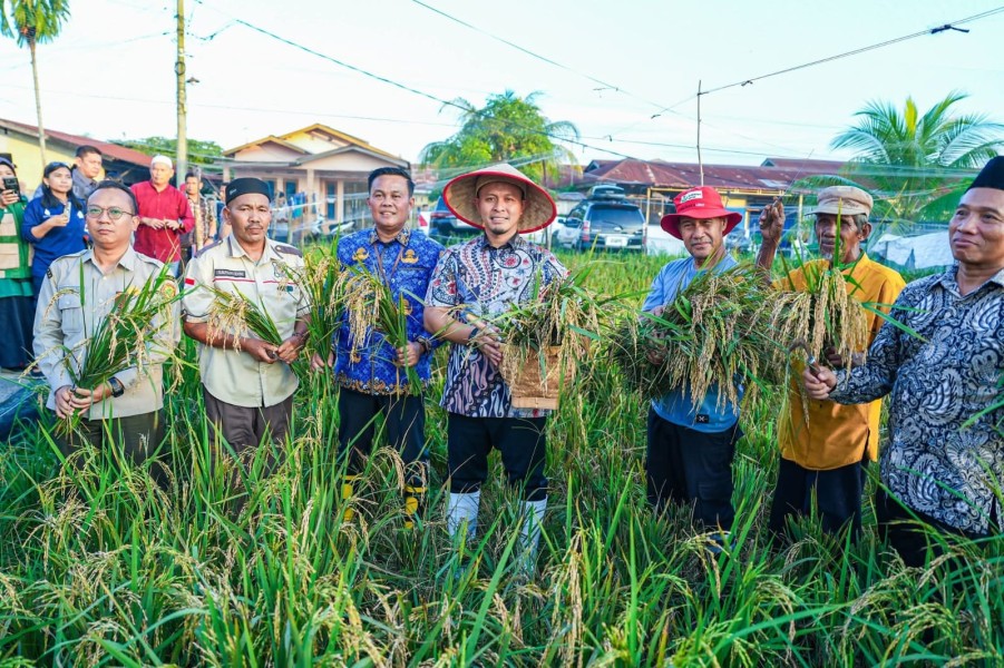 Produksi Padi Gogo Meningkat, Wali Kota Agung Panen Perdana di Meranti Pandak