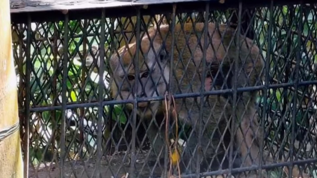 DPO Dua Pekan Berakhir, Monyet Penyerang 18 Warga Tembilahan Akhirnya Dibekuk Petugas Gabungan