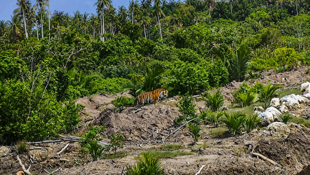 Harimau Sumatera Muncul di Lahan Perkebunan, Warga Pulau Burung Diminta Tingkatkan Kewaspadaan
