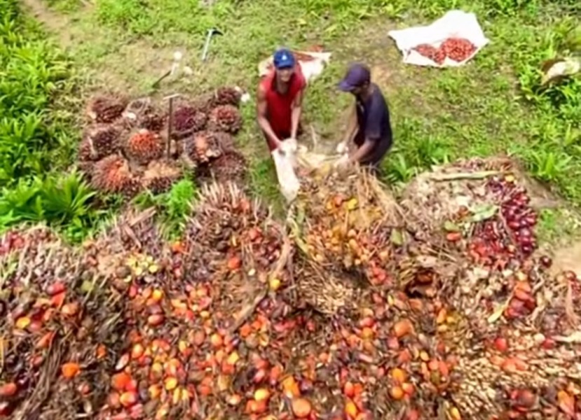 Harga Sawit Riau Naik, Petani Tersenyum