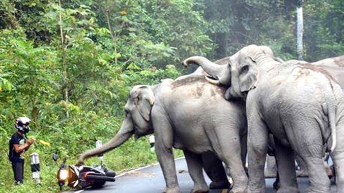 Konflik Gajah dengan Manusia Kembali Terjadi di Kampar, BBKSDA Riau Cek Lokasi