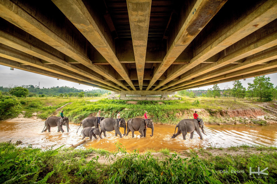 Hutama Karya Berkomitmen Lestarikan Gajah Sumatra, Siapkan 7.000 Bibit Pakan di Tol Pekanbaru-Dumai