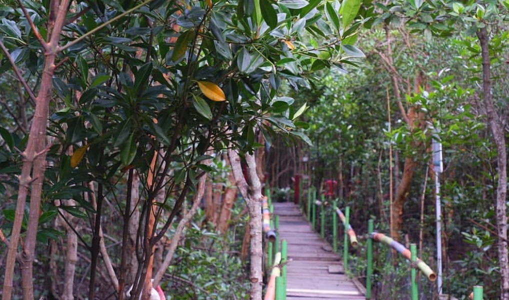 Pesona Bandar Bakau, Surga Mangrove di Tengah Kota Dumai