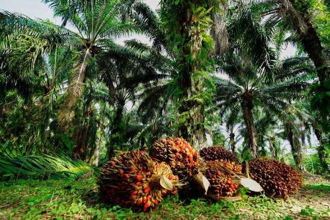 Kelapa Sawit Swadaya Naik Lagi, Ini Daftar Harganya