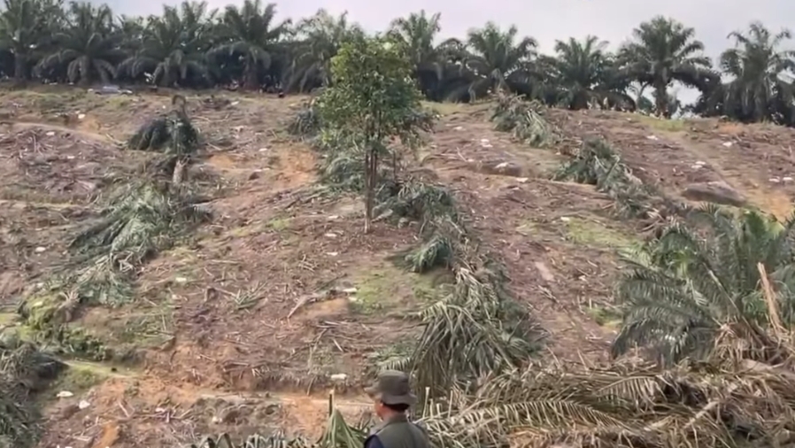 Pemerintah Cabut Sertifikat Kebun Sawit di Kawasan Taman Nasional Tesso Nilo