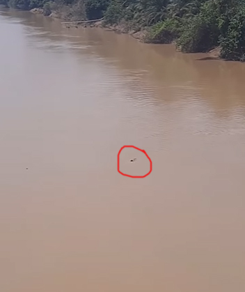 Penyelamatan Dramatis: Anak Terjatuh di Sungai Benai Kuansing Viral di Media Sosial