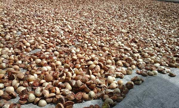 Naik Tipis, Harga Pinang Kering di Riau Jadi Rp5.780per Kg